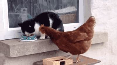 chicken funny gif